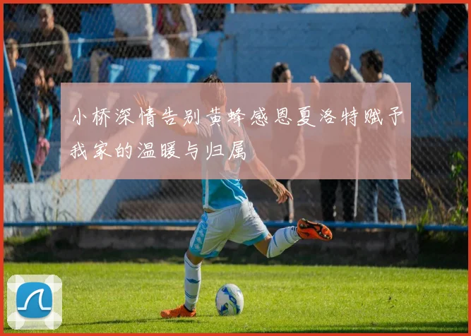 小桥深情告别黄蜂感恩夏洛特赋予我家的温暖与归属